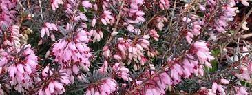 Erica, Alpine Heather, Scotch Heath, Winter Heath Springwood Pink