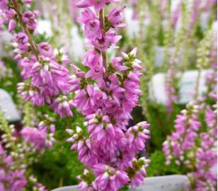 Calluna, Ling, Scotch Heather Darkness