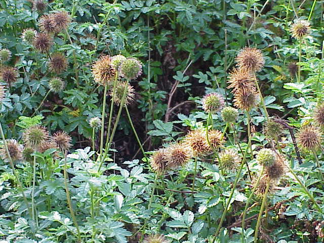 Acaena Species
