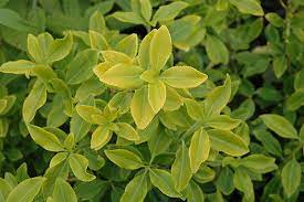 Euonymus, Wintercreeper Sheridan Gold