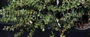 Vaccinium Species, Creeping Blueberry, Thick-Leaved Whortleberry