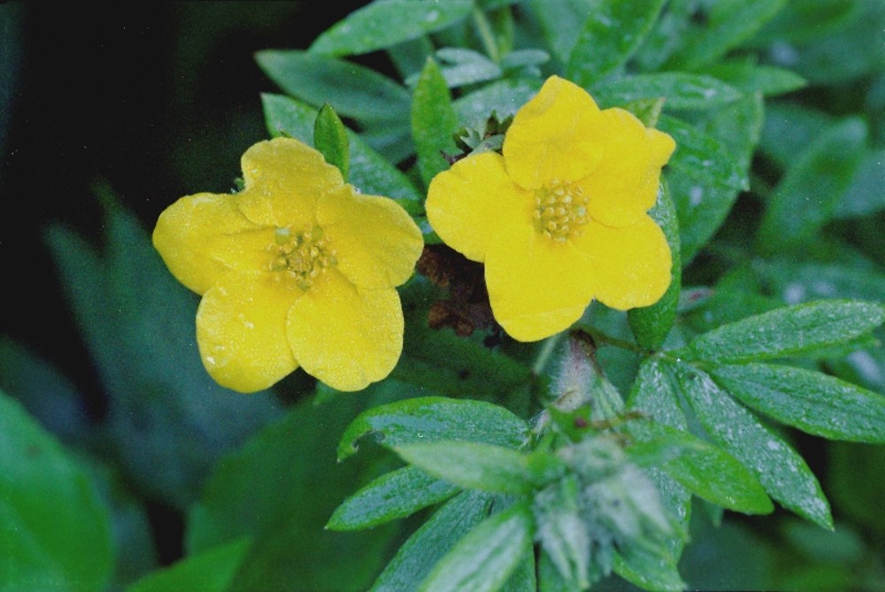 Dasiphora, Shrubby Cinquefoil Buttercup