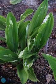 Rohdea, Omoto Nippon-Lily, Sacred Lily Yattazu Yan Jaku