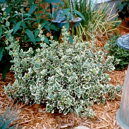 Euonymus, Wintercreeper Emerald Leader