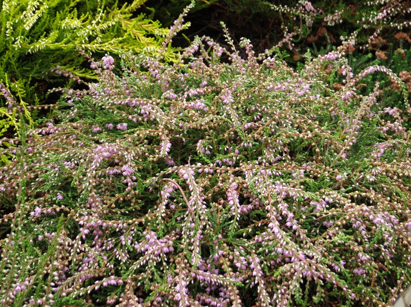 Calluna, Ling, Scotch Heather Alys Sutcliffe