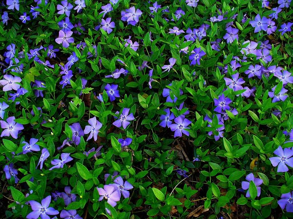 Common Periwinkle, Creeping Myrtle, Flower-of-Death Multiplex