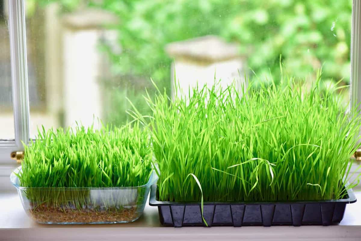 Spreading Wheat Grass