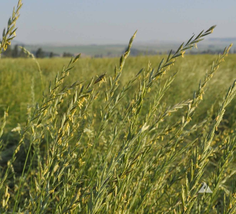 Bluestem Wheatgrass, Western Wheat Grass
