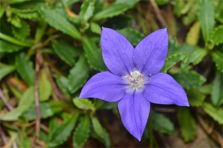 Wahlenbergia Species