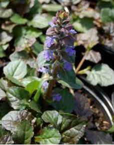 Ajuga, Bugle, Bugleweed, Carpet Bugle Purple Brocade