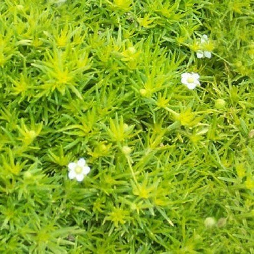 Arenaria, Sandwort, Golden Moss Aurea