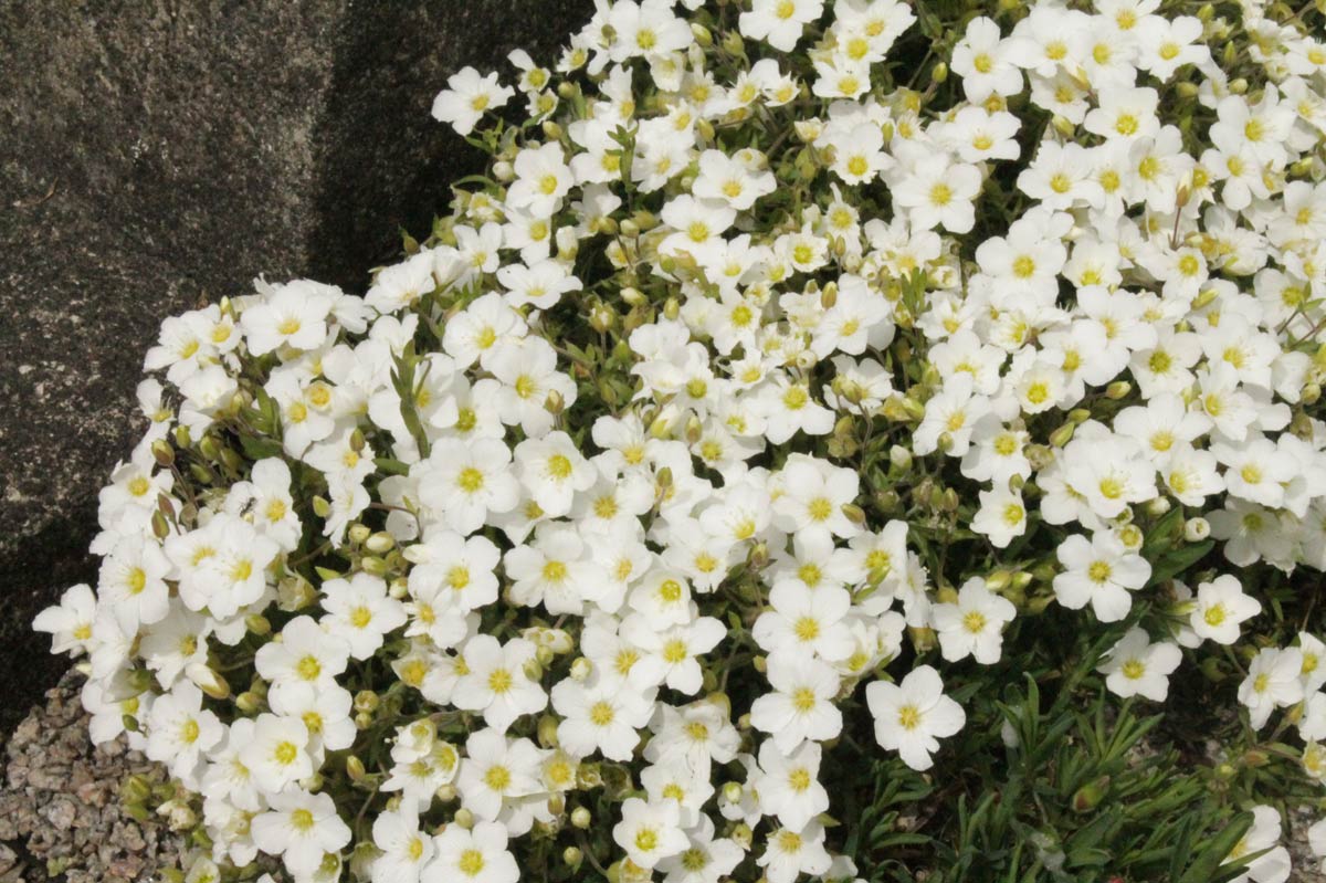 Arenaria, Mountain Sandwort Bloodstone