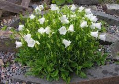 Campanula, Earleaf Bellflower, Fairy Thimbles Bavarian White
