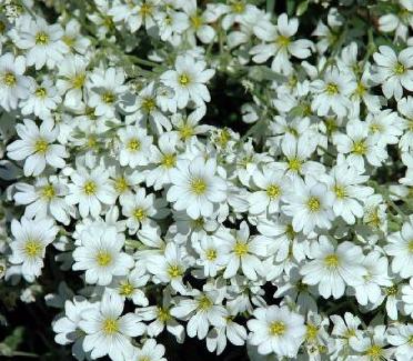 Snow-In-Summer Columnae