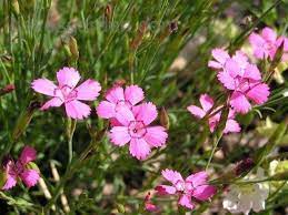 Dianthus, Maiden Pinks Shrimp