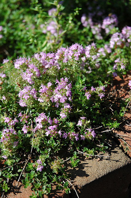 Creeping Thyme, Mother of Thyme, Wild Thyme Annie Hall