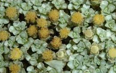 Raoulia Species, Scabweed, Scabweed Mat Daisy