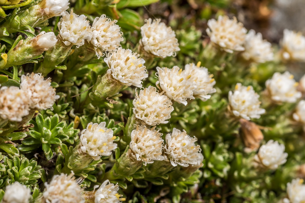 Raoulia Species, Turf Mat Daisy