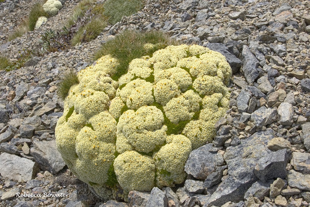 Haastia Species, Giant Vegetable Sheep