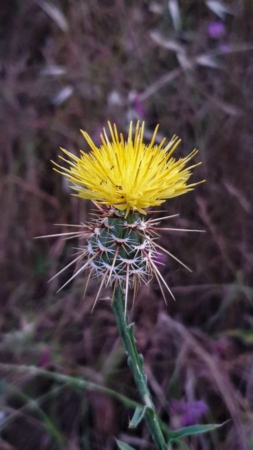 Sicilian Starthistle, Sulphur Knapweed