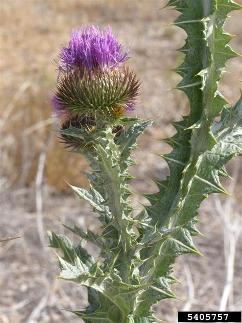 Scotch Thistle
