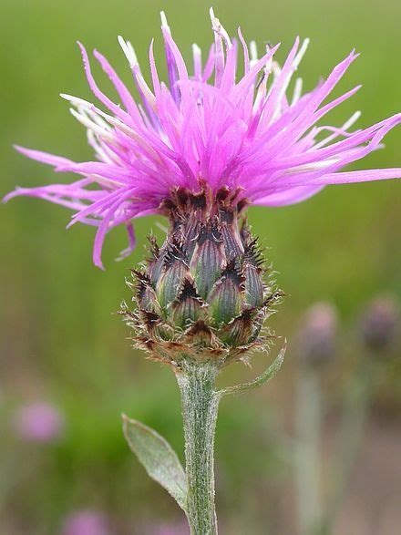 Centaurea Species, Iberian Knapweed, Iberian Star Thistle