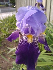 Tall Bearded Iris 'Michele Taylor'