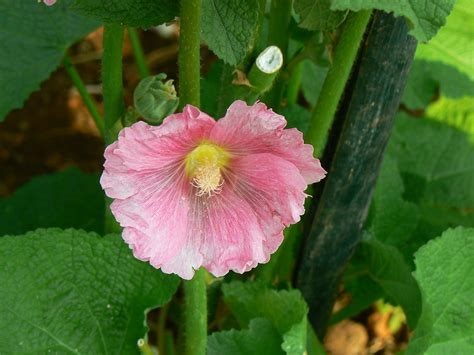 Alcea, Common Hollyhock, Garden Hollyhock Chaters Rose