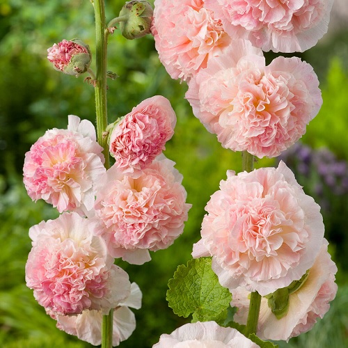Alcea, Double Hollyhock, Garden Hollyhock Chaters Double Salmon