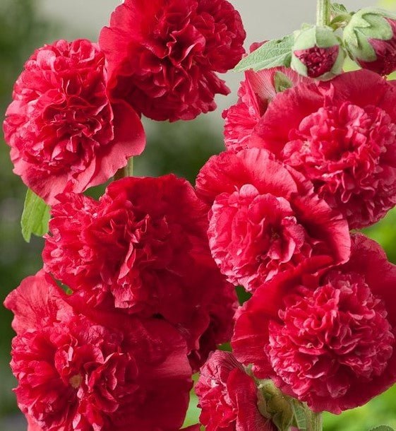 Alcea, Common Hollyhock, Garden Hollyhock Chaters Scarlet
