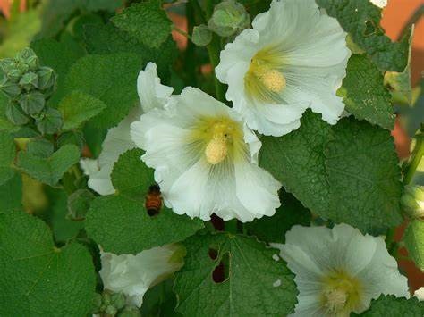 Alcea, Common Hollyhock, Garden Hollyhock Chaters White