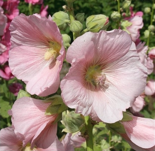 Alcea, Common Hollyhock, Garden Hollyhock Simplex Single Mixed