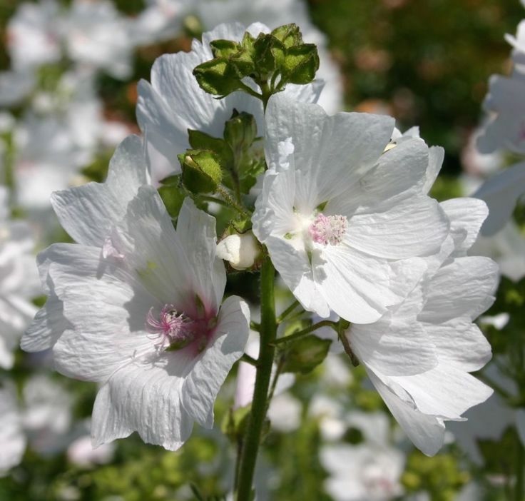 Malva, Mallow, French Hollyhock Alba