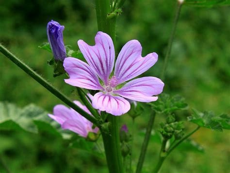 Malva, Mallow, French Hollyhock Big Purple