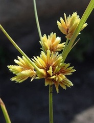 Taperleaf Flat Sedge