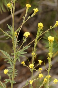 Descurainia Species, Mountain Tansy Mustard