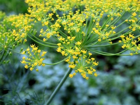 Indian Dill