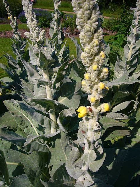 Species, Wild Verbascum, Dense Mullein