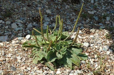 Plantain, Rats Tails, Travellers Foot, Waybread, Cuckoos Bread Rubrifolia