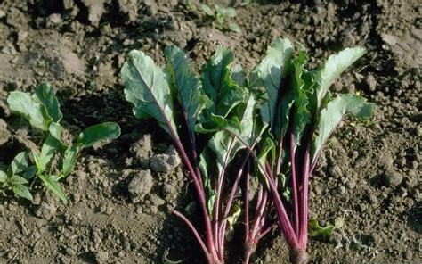 Beet Cheltenham Green Top