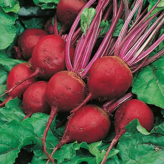 Beet Perfect 3