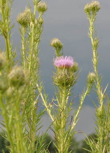 Cirsium Species, Nebra, Platte Thistle, Prairie Thistle
