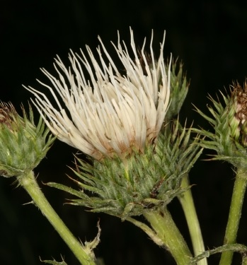 Cirsium Species, Peregrine Thistle