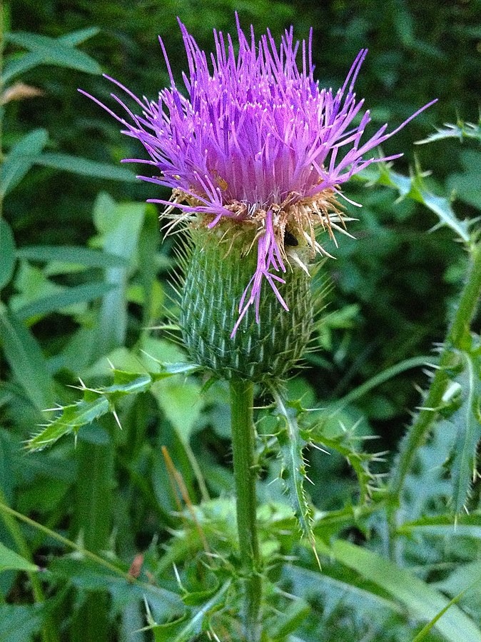 Cirsium Species, Pasture Thistle