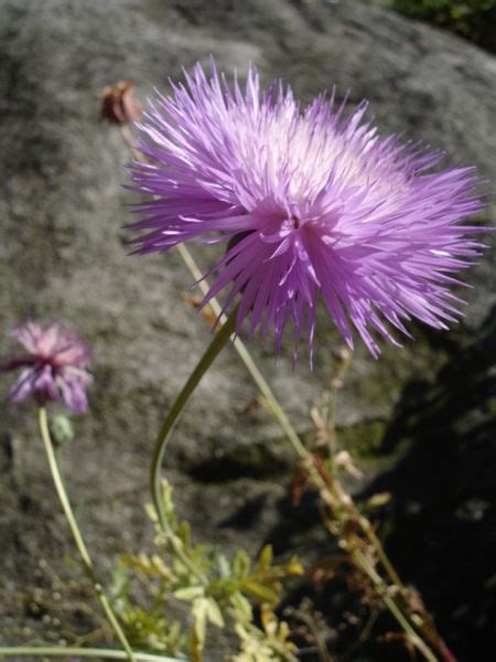 Amberboa, Sweet Sultan Imperialis