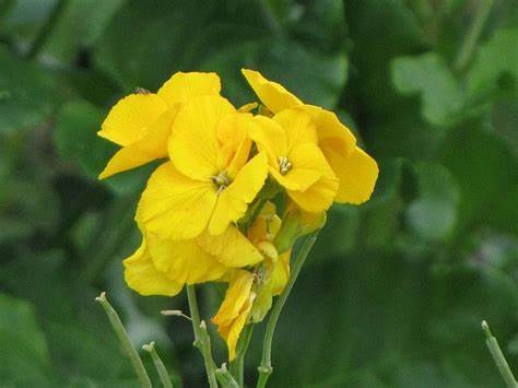Erysimum, Common Wallflower, English Wallflower Fair Lady Mix