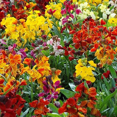 Erysimum, Common Wallflower, English Wallflower Persian Carpet Mix