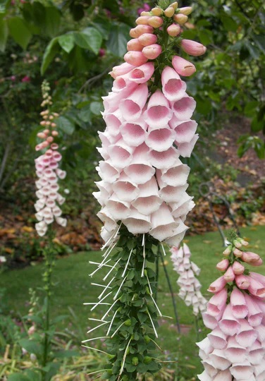 Digitalis, Common Foxglove, Ladys Glove Apricot Faerie Queen