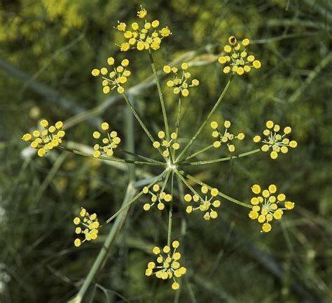 Sweet Fennel, Anise, Florence Fennel, Finnochio Trieste