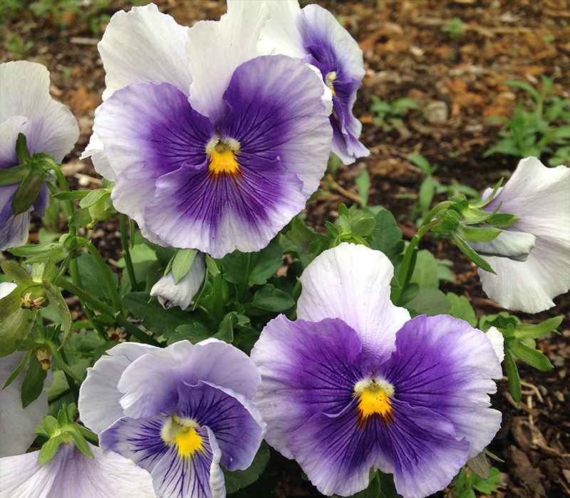 Viola, Garden Pansy, Pansy Got the Blues